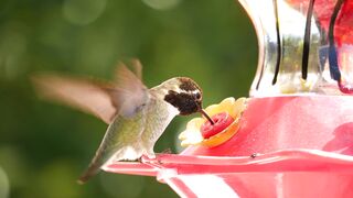 Beautiful Hummingbird