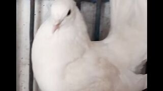 Kabootar ke uran