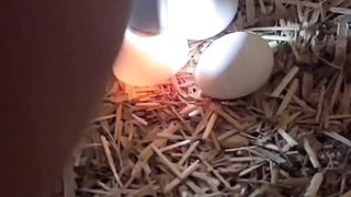 Eggs candling