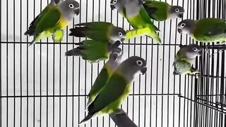 Love Birds