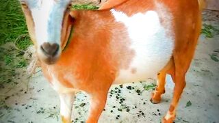 Funny Gohts#virl #video????????????