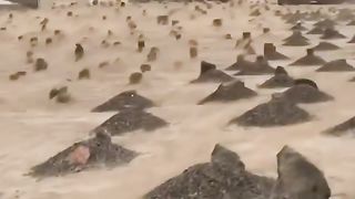 Islamic video