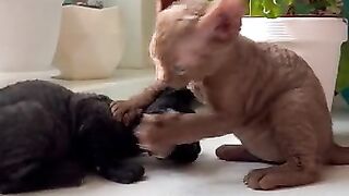 Cat fight