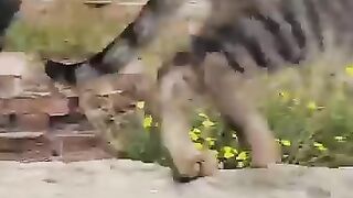 Crazy funny cats clips new