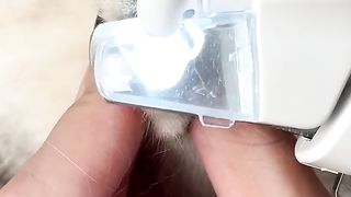 New funny video cats cutting nail