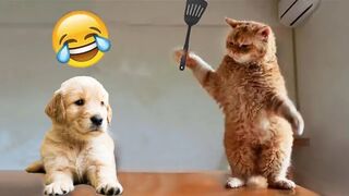 cute Cats and Kittens Meowing compilation # 1||New