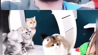 Cat video..