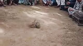 Dakni teeter fight