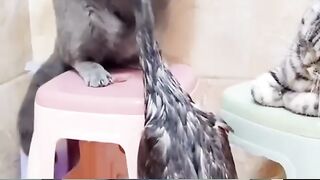 Funny cats fighting video...