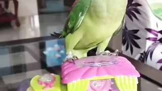 Parrot  talking funny
