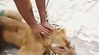 Injured Lion Dressing