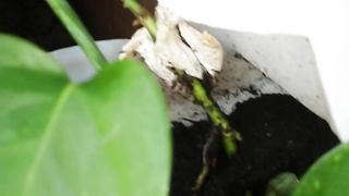 indoor gardening02