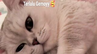 Super cute cat ????