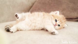 kitten sleeps sweetly with the chicken