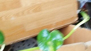 indoor gardening03