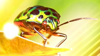 Beautiful Insects