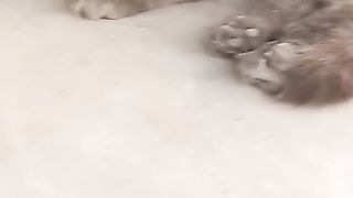 Eva ki masti