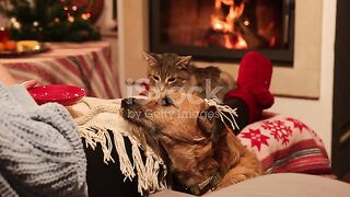 dog love