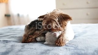 dogiiiiiii