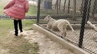Moving with lion