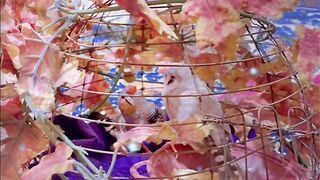 finch bird/ petlover