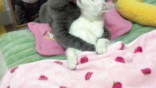 Cats love