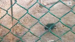 Wildlife park