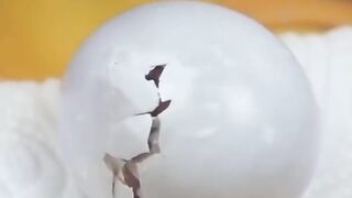 Baby Macaw Growth| Bird's lover