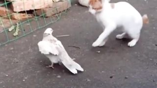 Cat Vs Pigeon