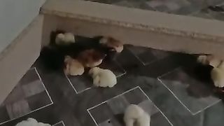 chicks care