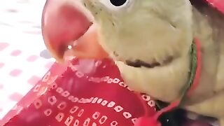 Perrot funny short video| bird's birth