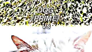 Its  beutyfull cat video