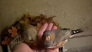 finchbird/pet love