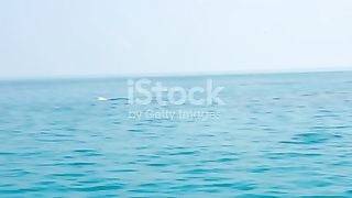 common-dolphins