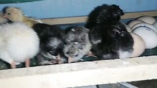 chicks