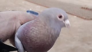 Unique Pigeon