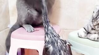 Cat and duck funny video
