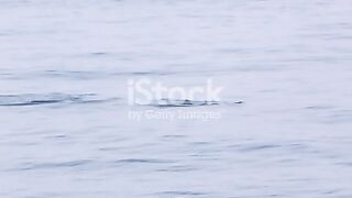 dolphin-pod-swimming