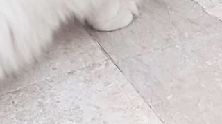 Tricks of cat