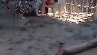 Human Fight With Lions & Tigers