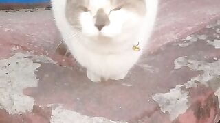 My Cat