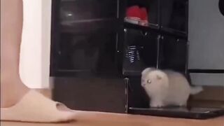 Cat funny videos compilation 2023