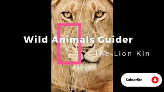 African Lion in Attitude