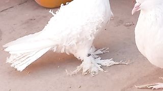 Fril Back Pigeon pair/ میرا شوق