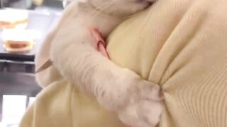 Baby Cat in the bakery