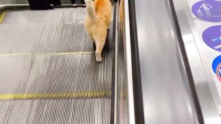 Cat walking on the escalator