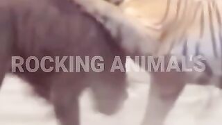 Tiger Attack | Danger Attack #rockinganimals