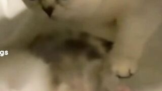 Amazing Funny Cats Trending Clips????|| Best #funny Cats #shorts Video????|| #trending #animals #reels