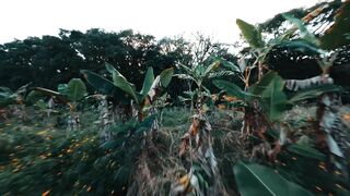 JUNGLE — Cinematic FPV