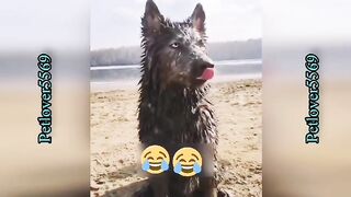 Funny Animals video p1 || Funny Cats | Funny dogs || Funniest Videos